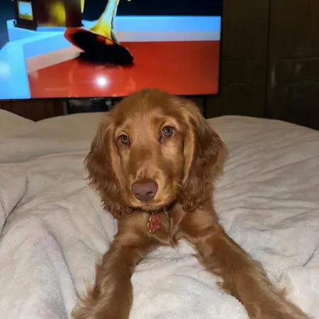 Cosy Centre Guest Shared Проживание в семье *